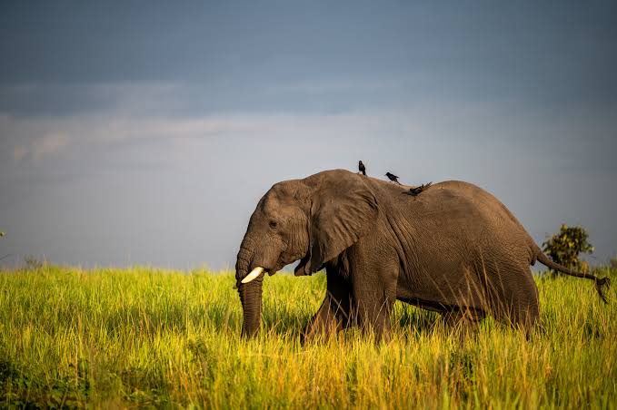 Final Verdict: Tanzania or Kenya?
