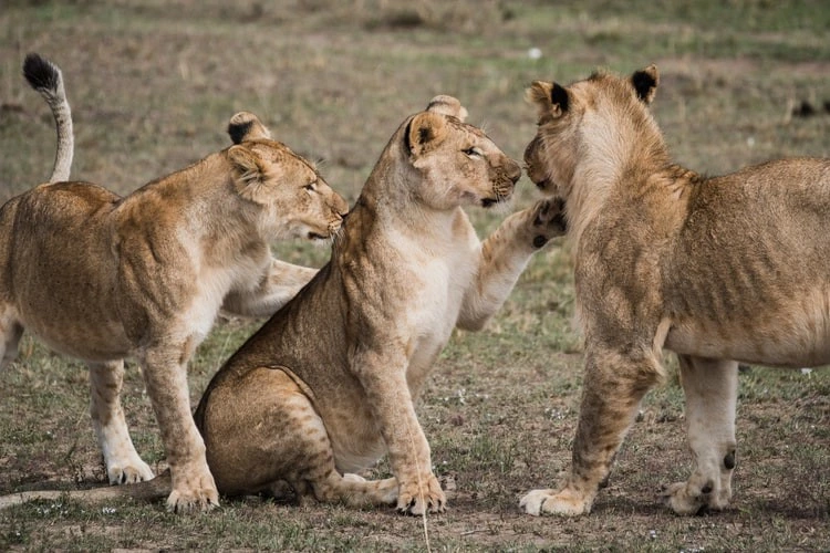 1. Lion (The king of the jungle)