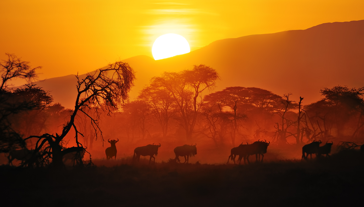 Mastering Wildlife Photography Techniques: Transform Encounters into Art