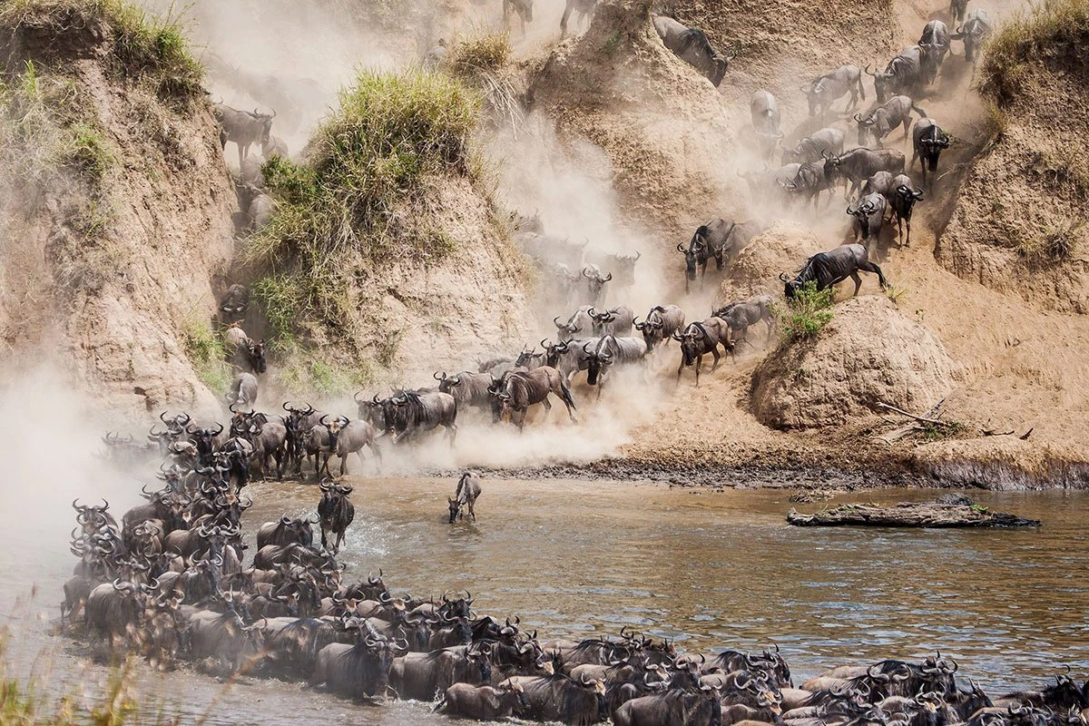 From July to September migration  in Northern Serengeti 