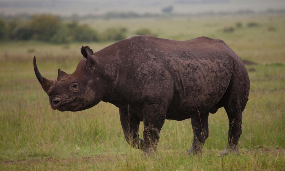 3. The Rhinoceros