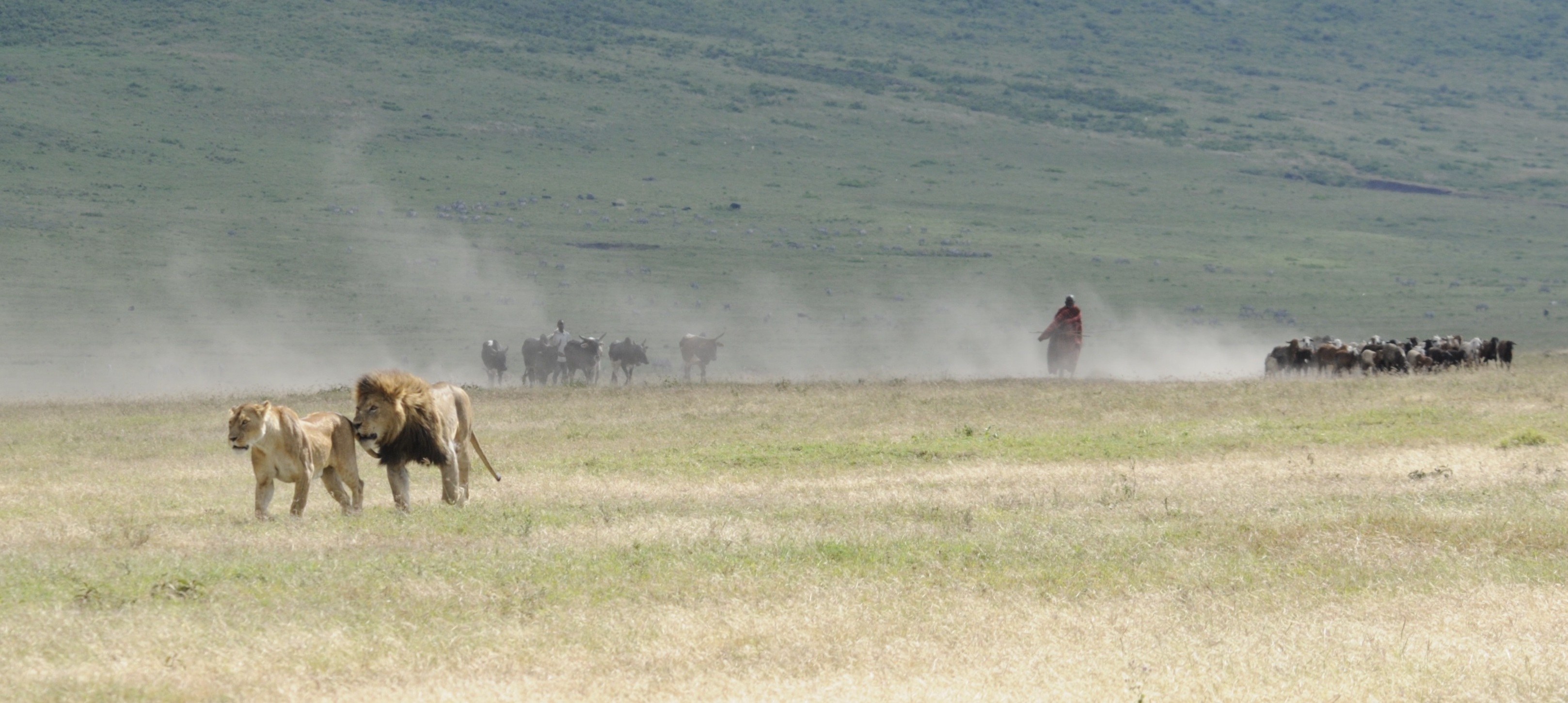 Precautions and safety measures for visiting lion habitats