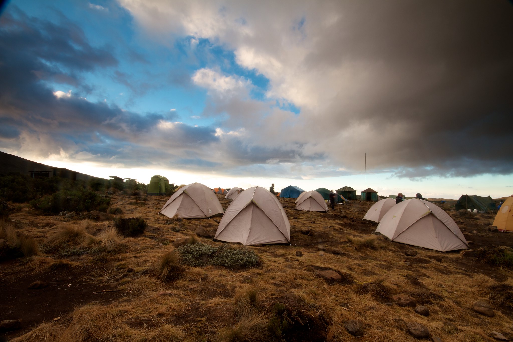 Mti Mkubwa Camp to Shira 1 Camp – Into the Moorland Zone