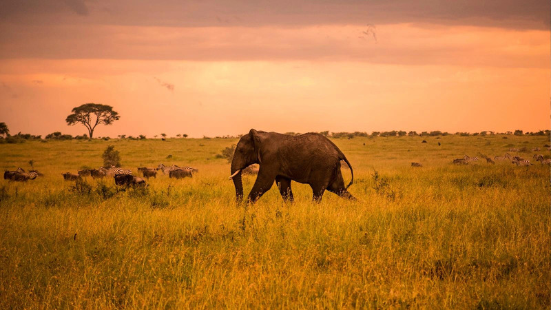 The Ultimate Luxury Tanzania Northern Circuit Safari