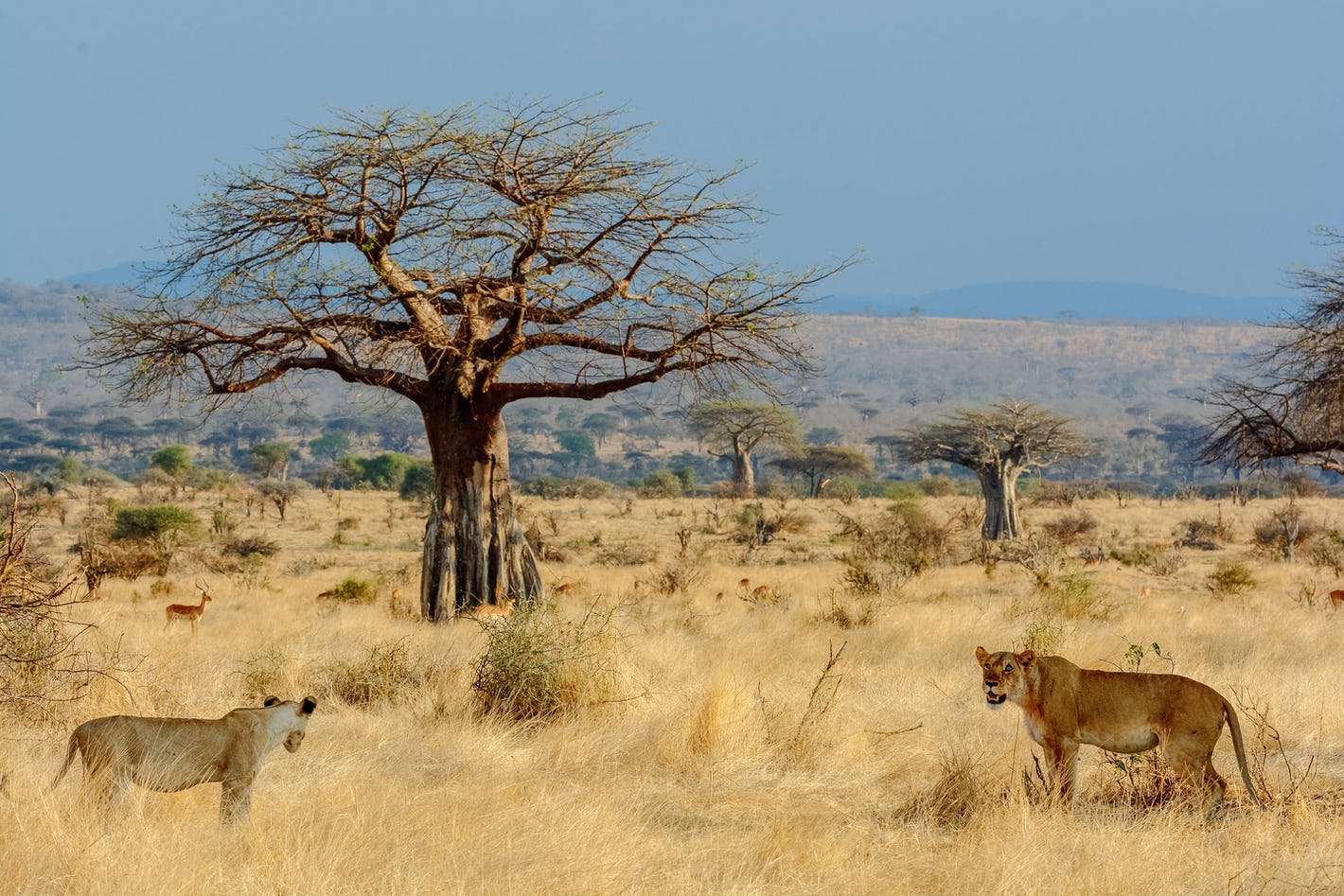 Fly to Ruaha National Park – First Safari Experience
