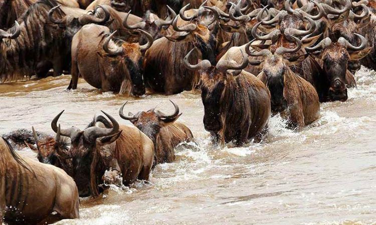 Witness the Great Migration