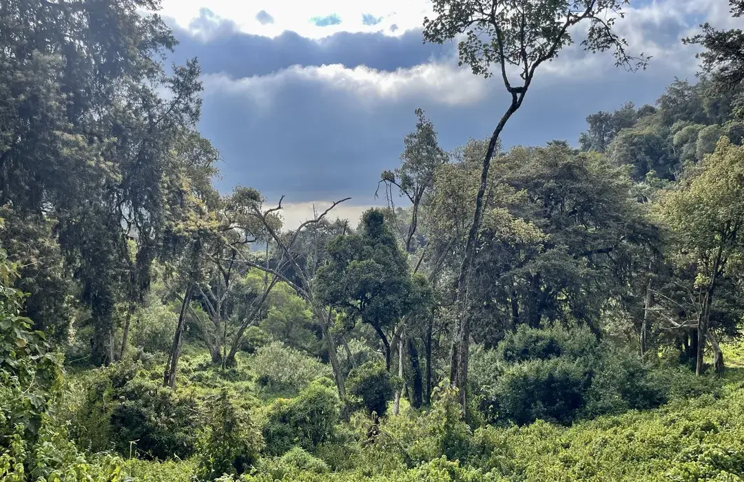 Lemosho Gate to Mti Mkubwa Camp – Enter the Rainforest