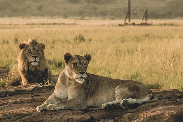 Animals in Serengeti - Serengeti National Park