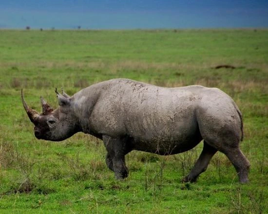 Animals in Ngorongoro - Ngorongoro Crater