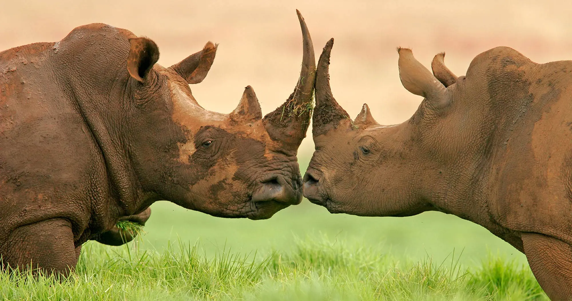 When & Why to Visit Ngorongoro - Ngorongoro Crater