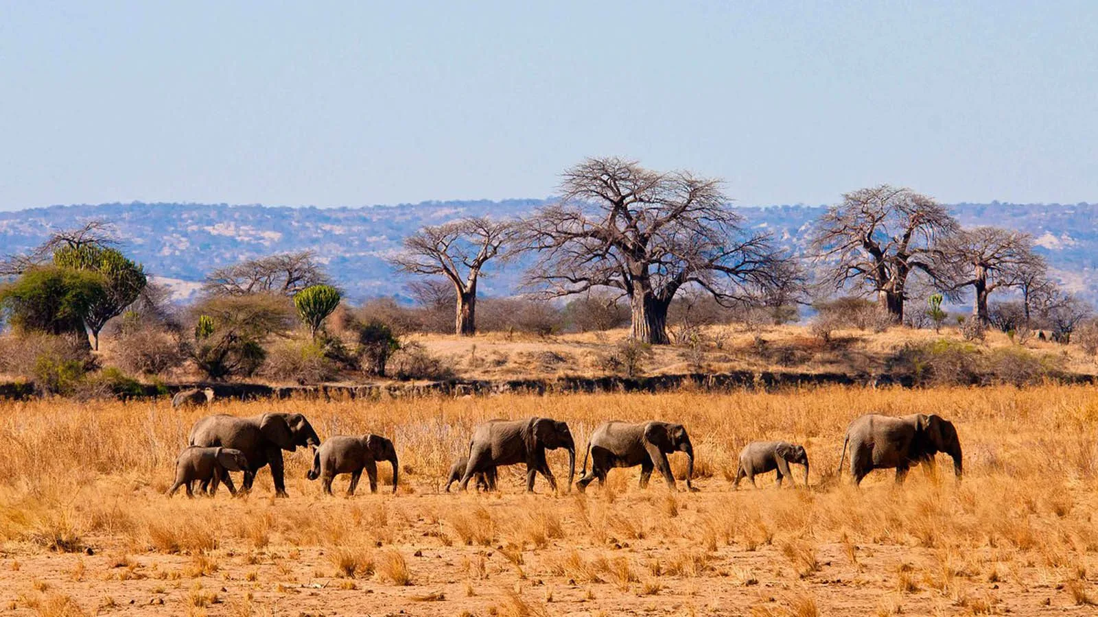 Wildlife in Tarangire National Park - Tarangire National Park