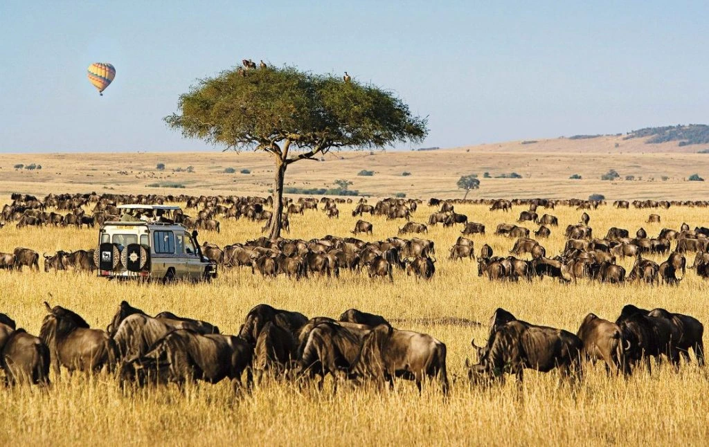 Wildlife & Big Five in Maasai Mara - Maasai Mara National Reserve