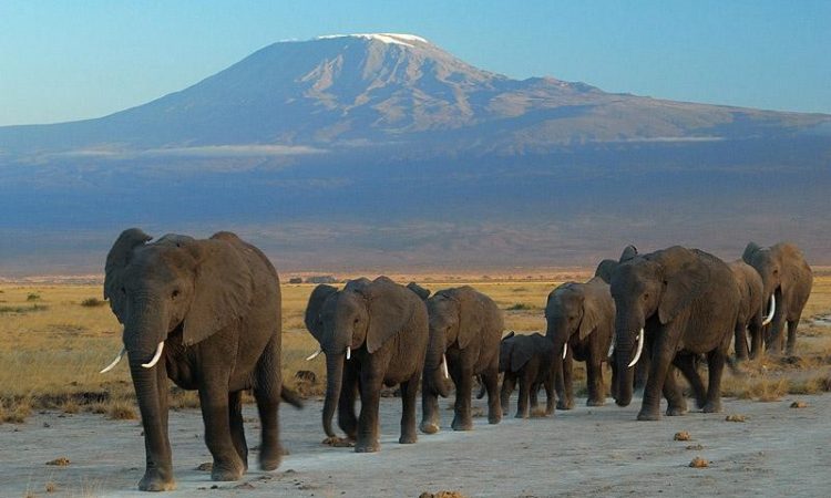 Wildlife & Elephants in Amboseli - Amboseli National Park