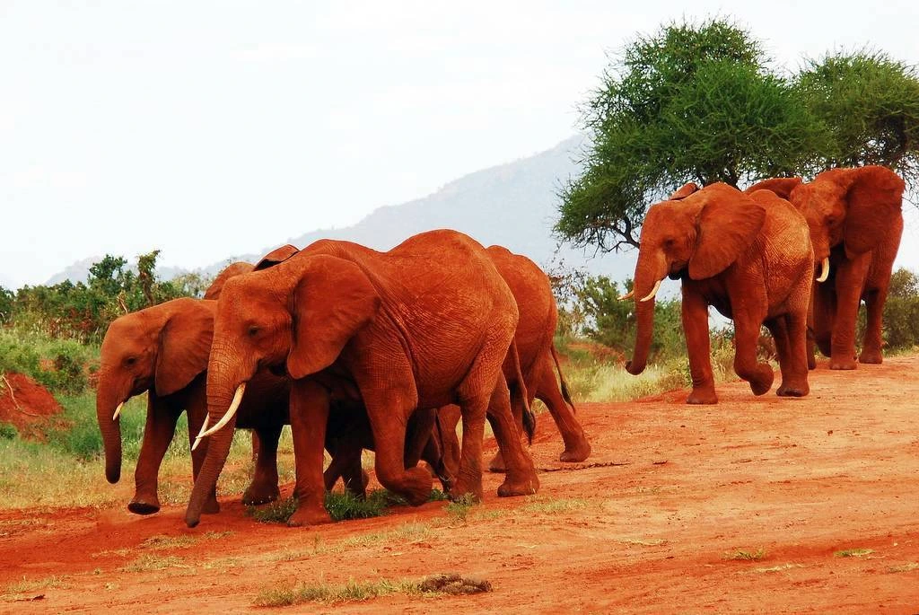 Wildlife & Red Elephants in Tsavo - Tsavo National Park