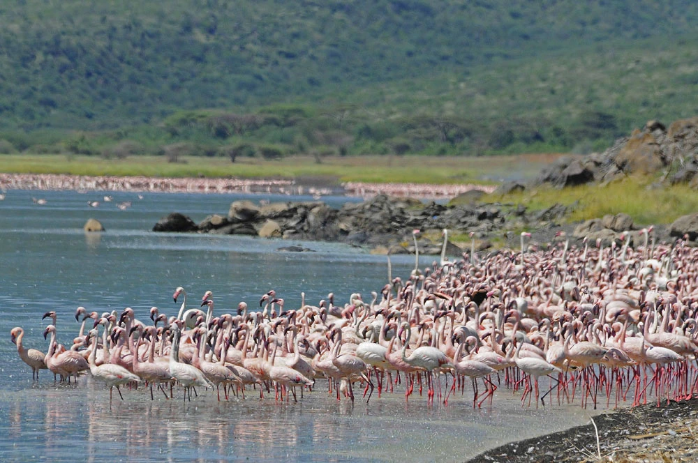 Boat Safaris & Wildlife in Lake Naivasha - Lake Naivasha