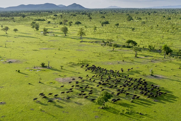 Wildlife & Safari Experience in Nyerere National Park - Nyerere National Park