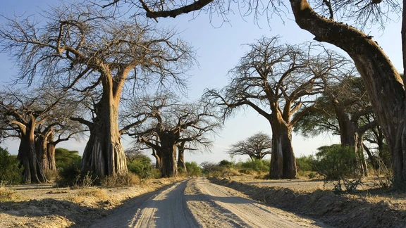 Wildlife & Safari Experience in Ruaha National Park - Ruaha National Park