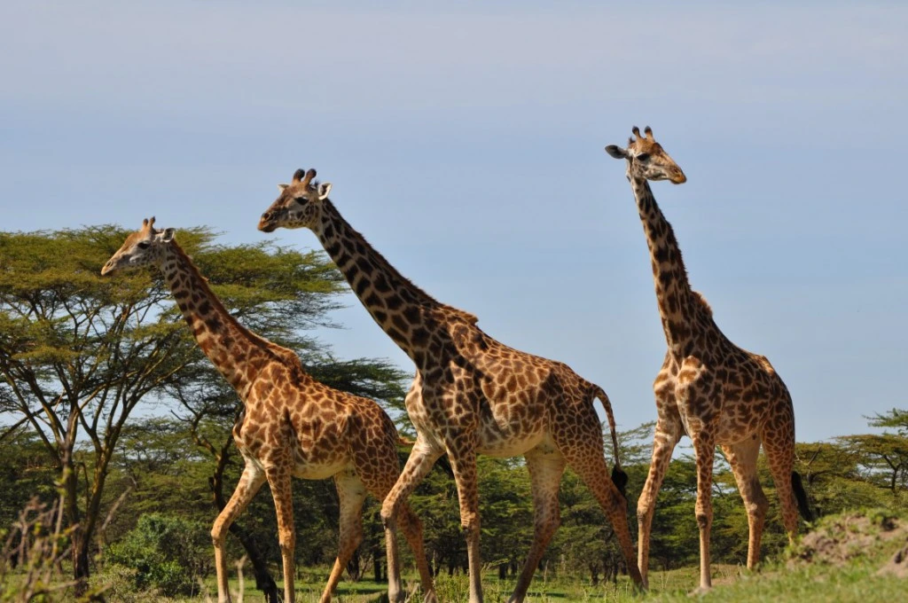 Wildlife & Safari Experience in Mikumi National Park - Mikumi National Park