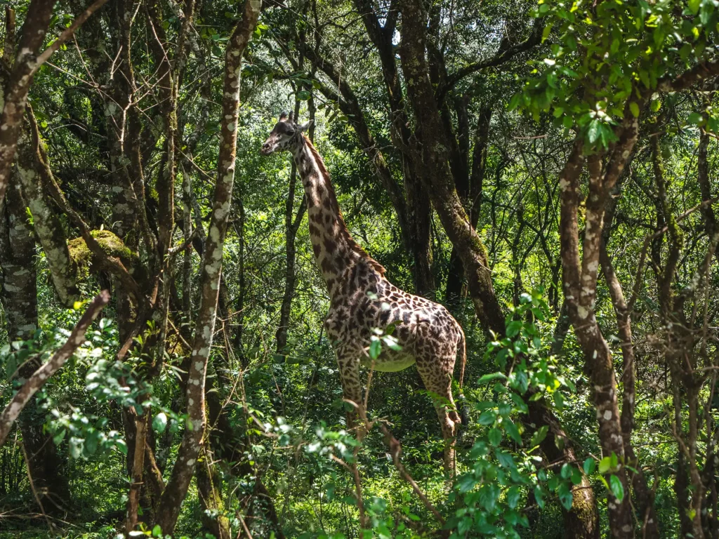 Wildlife & Safari Experience in Arusha National Park - Arusha National Park