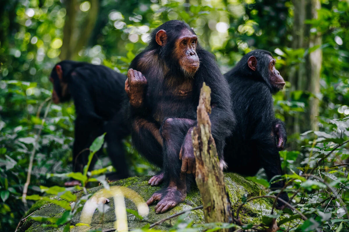 Chimpanzee Trekking Experience - Gombe Stream National Park