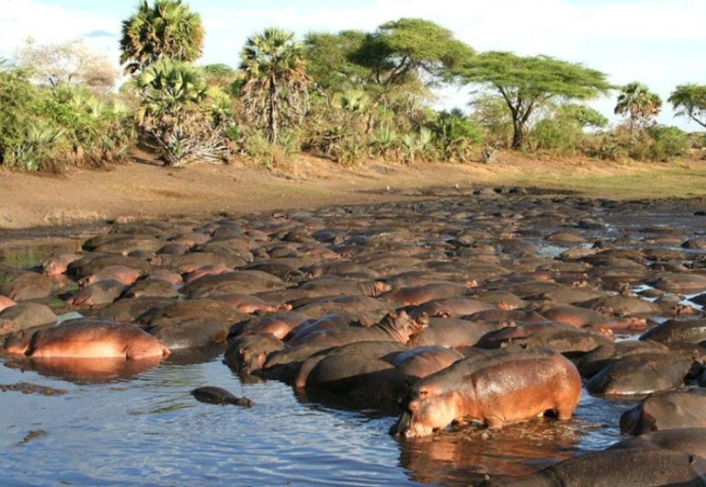 Wildlife & Safari Experience - Katavi National Park
