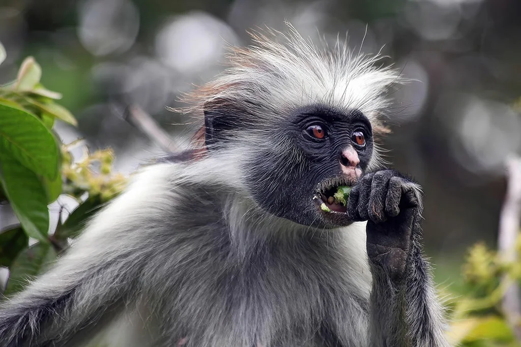 Wildlife & Nature Experience in Udzungwa Mountains - Udzungwa Mountains National Park