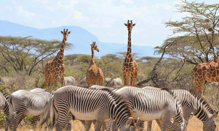 Wildlife & Safari Experience - Samburu National Reserve