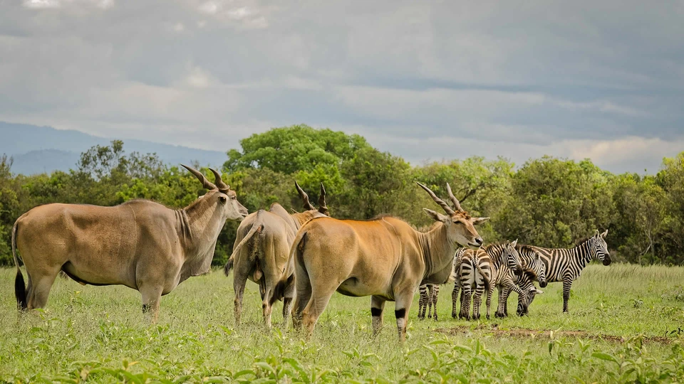 Wildlife & Safari Experience in Aberdare National Park - Aberdare National Park