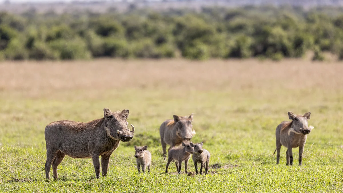 Wildlife & Safari Experience in Ol Pejeta Conservancy - Ol Pejeta Conservancy