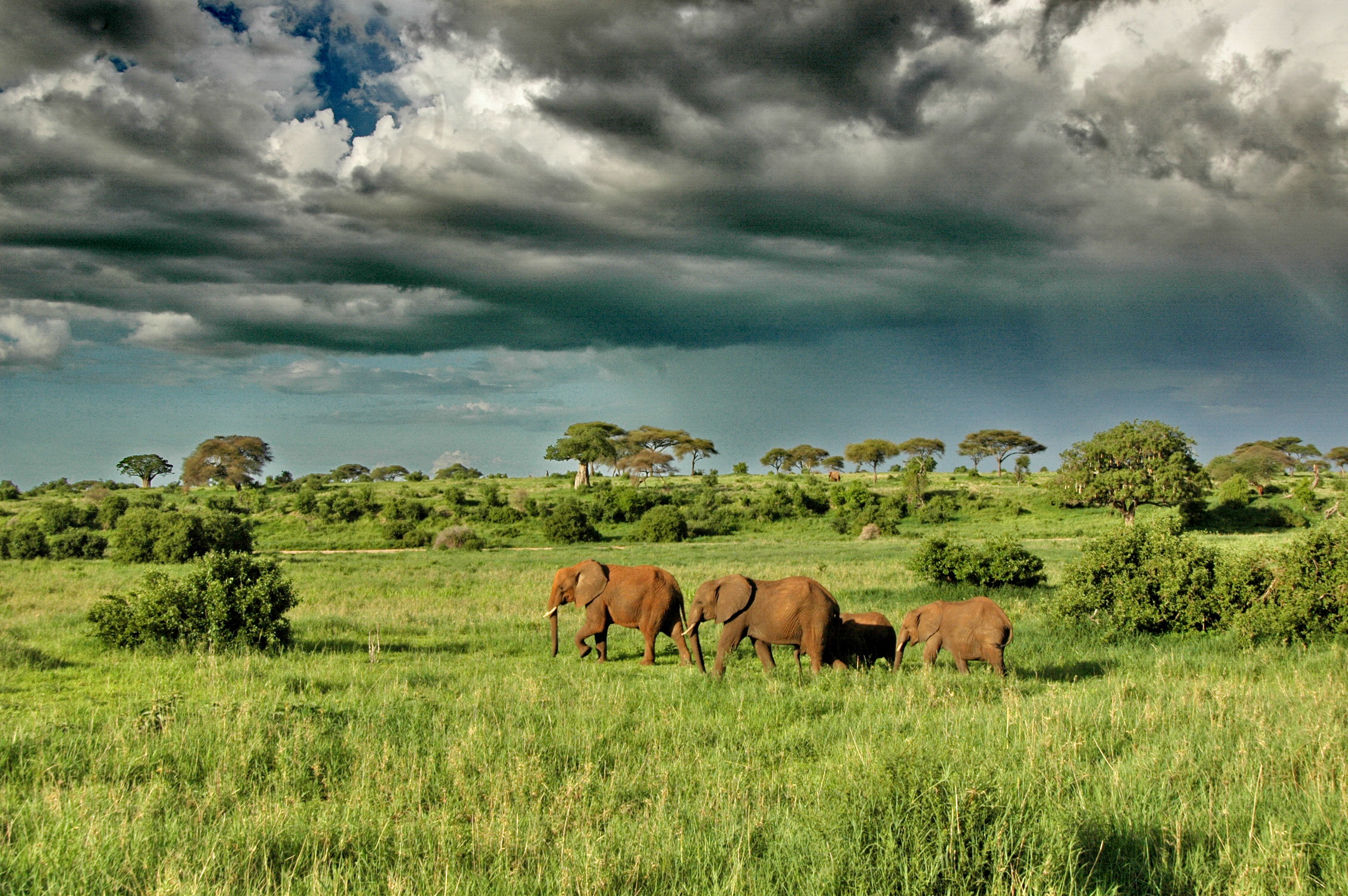 Full-Day Southern Serengeti Game Drive
