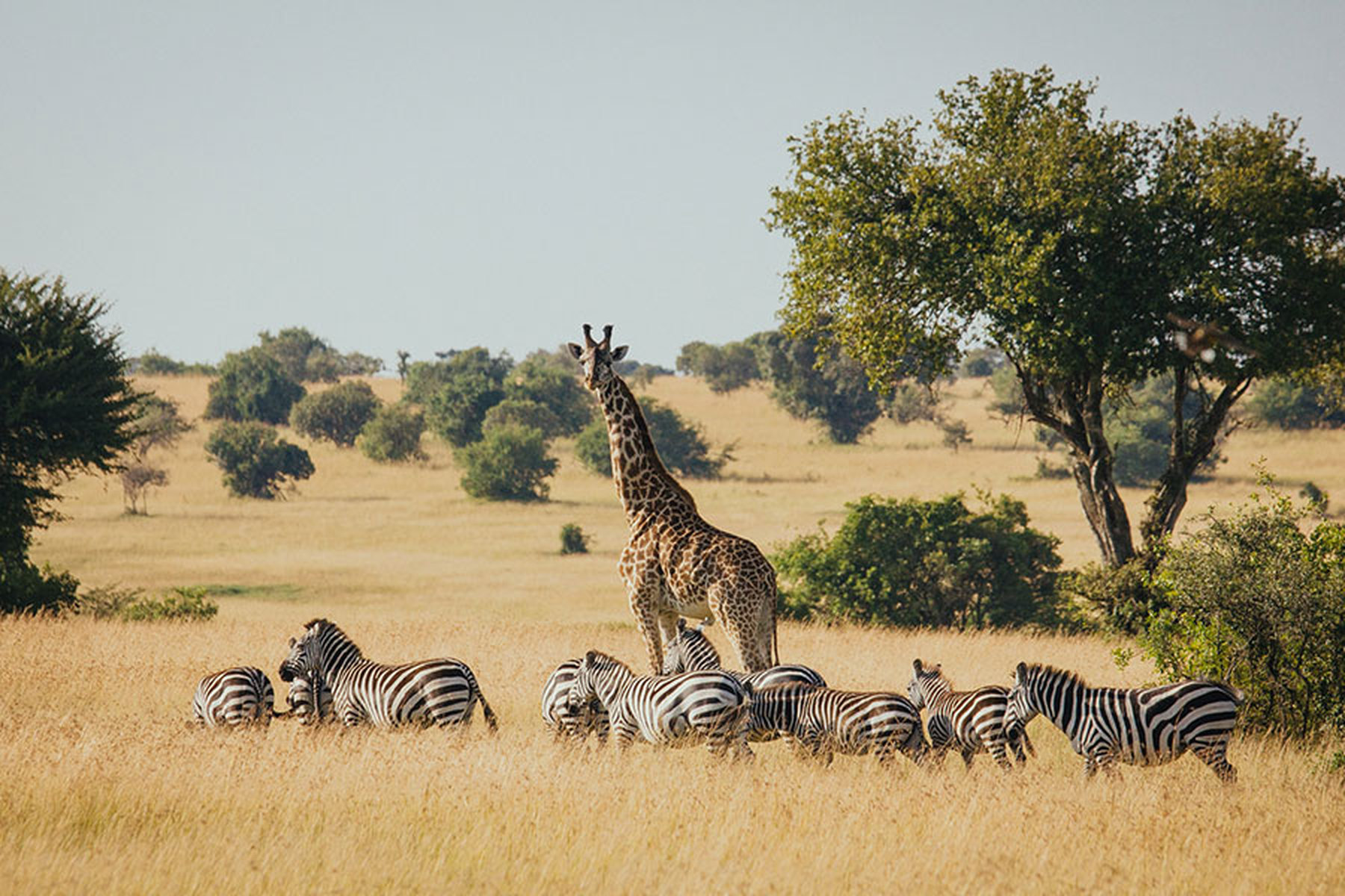 Full-Day Southern Serengeti Game Drive