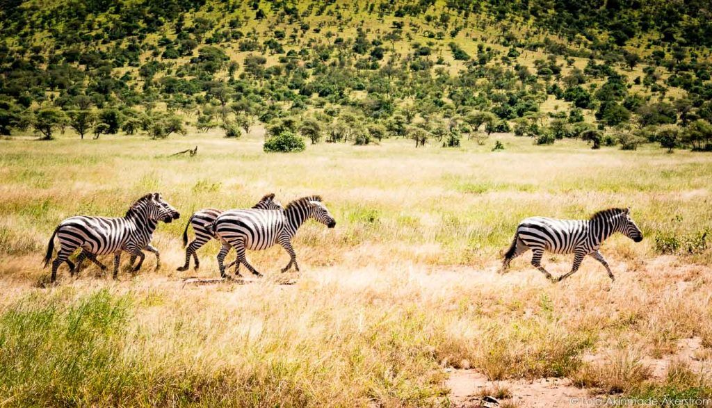 4-Day Tanzania Luxury Safari