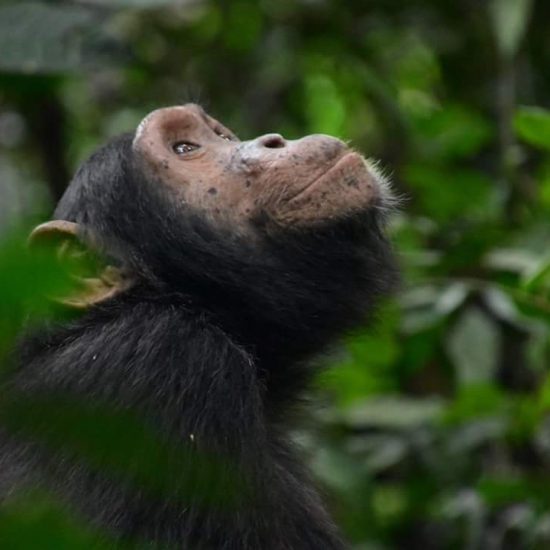 Classic Uganda Safari With Primates