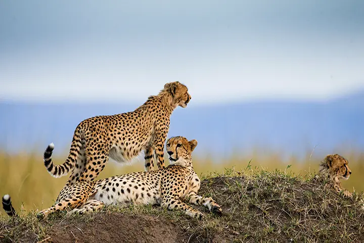 Private VIP Tanzania and Zanzibar Safari