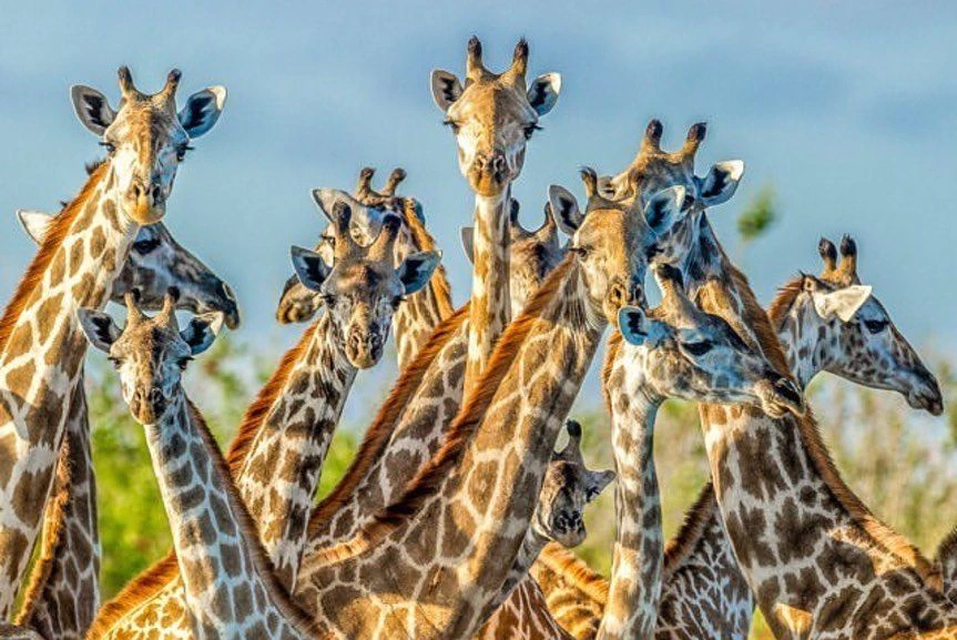10-Day Luxury Kenya and Tanzania Safari