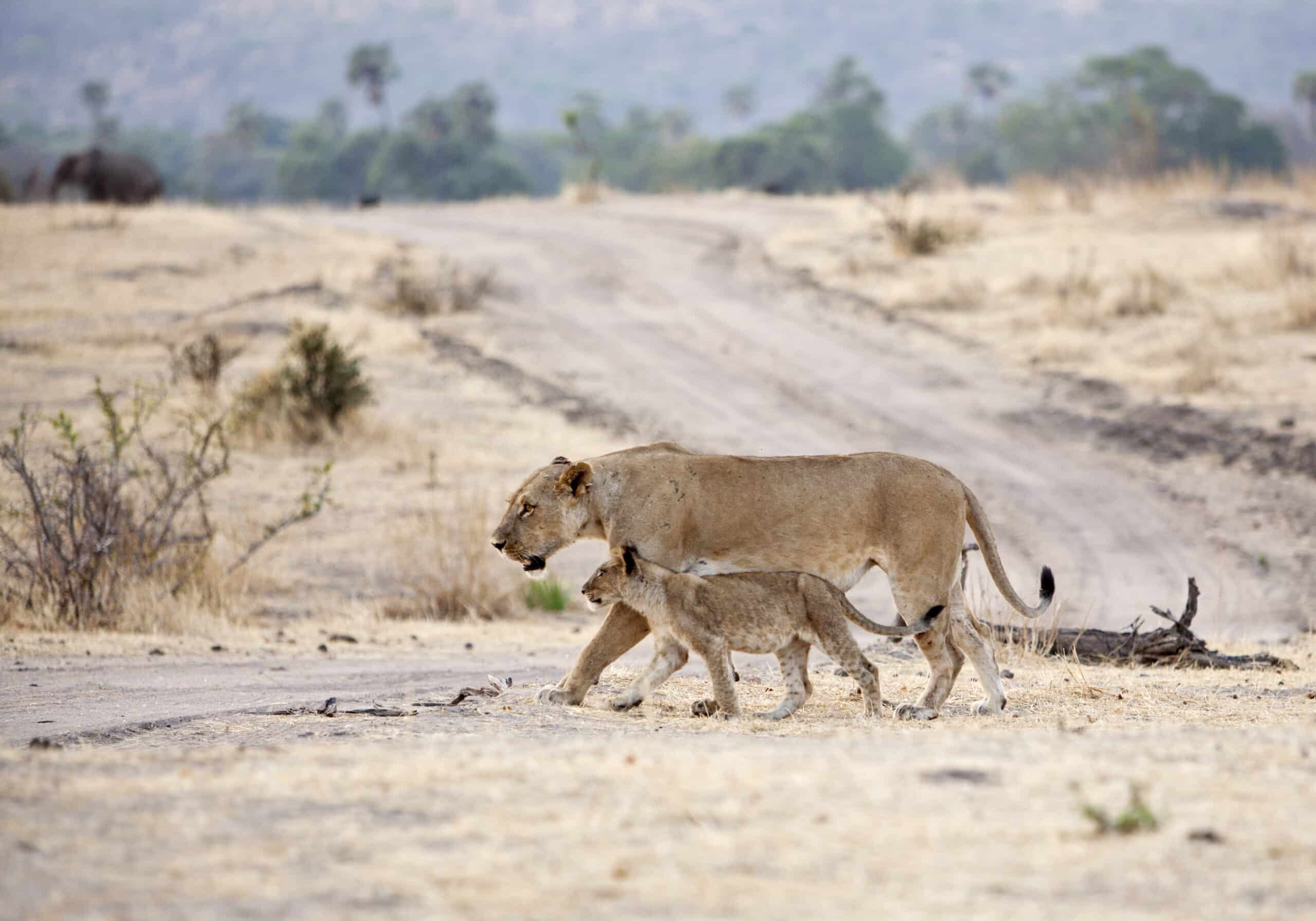 Discover Southern Tanzania: 8-Day Nyerere & Ruaha Mid-Range Safari
