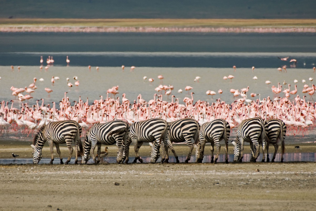 6 Days Budget Safari Tanzania