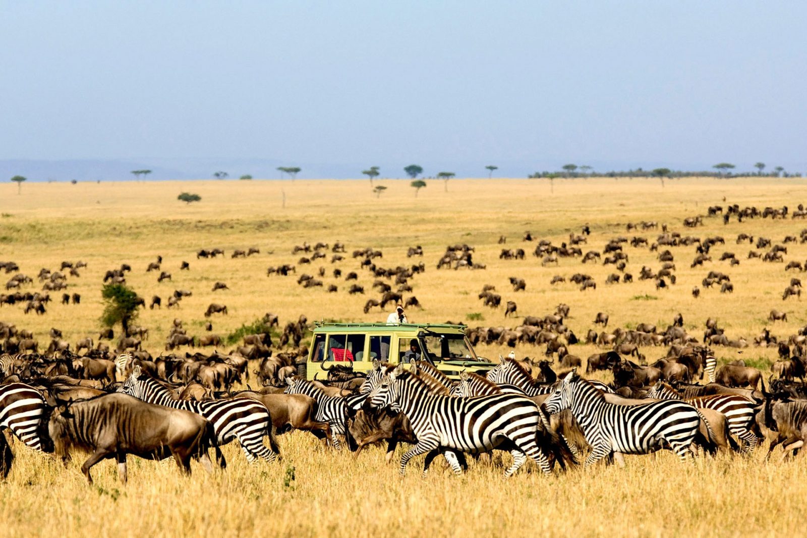 Full-day game drive in the Masai Mara National Reserve
