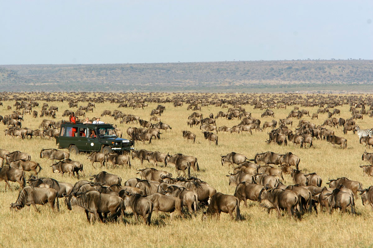 Fly to Masai Mara