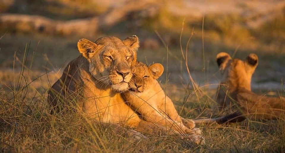 Tanzania Safari: 7 Days in the Heart of Africa