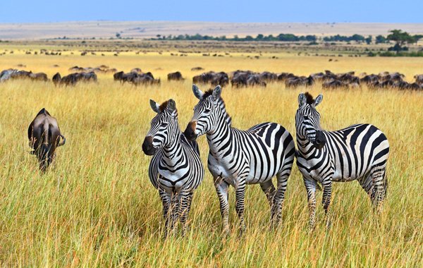 10 Days Luxury serengeti safari tour