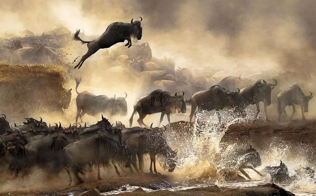 10-Day Luxury Private Tanzania Safari – Ultimate Wildlife