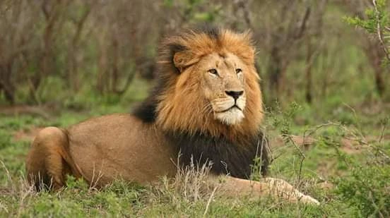 7 Days Luxury African Safari Tanzania