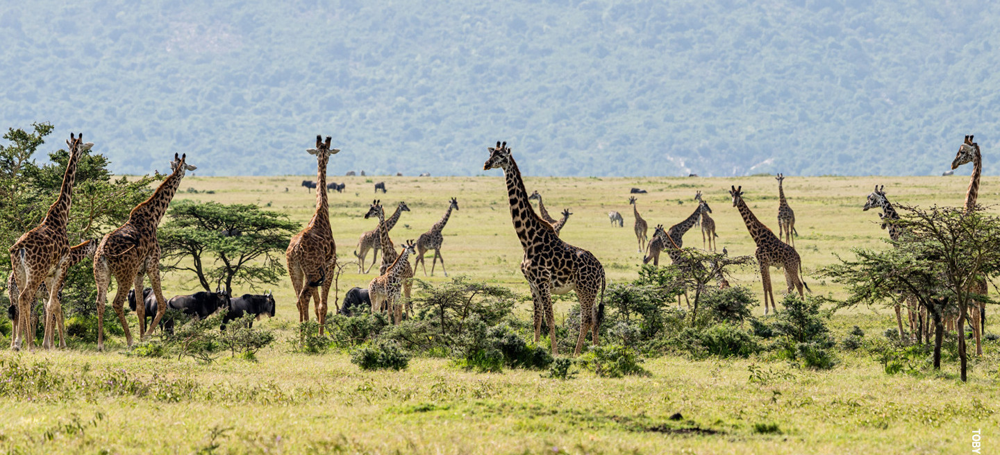 Eastern Serengeti Nature Refuge