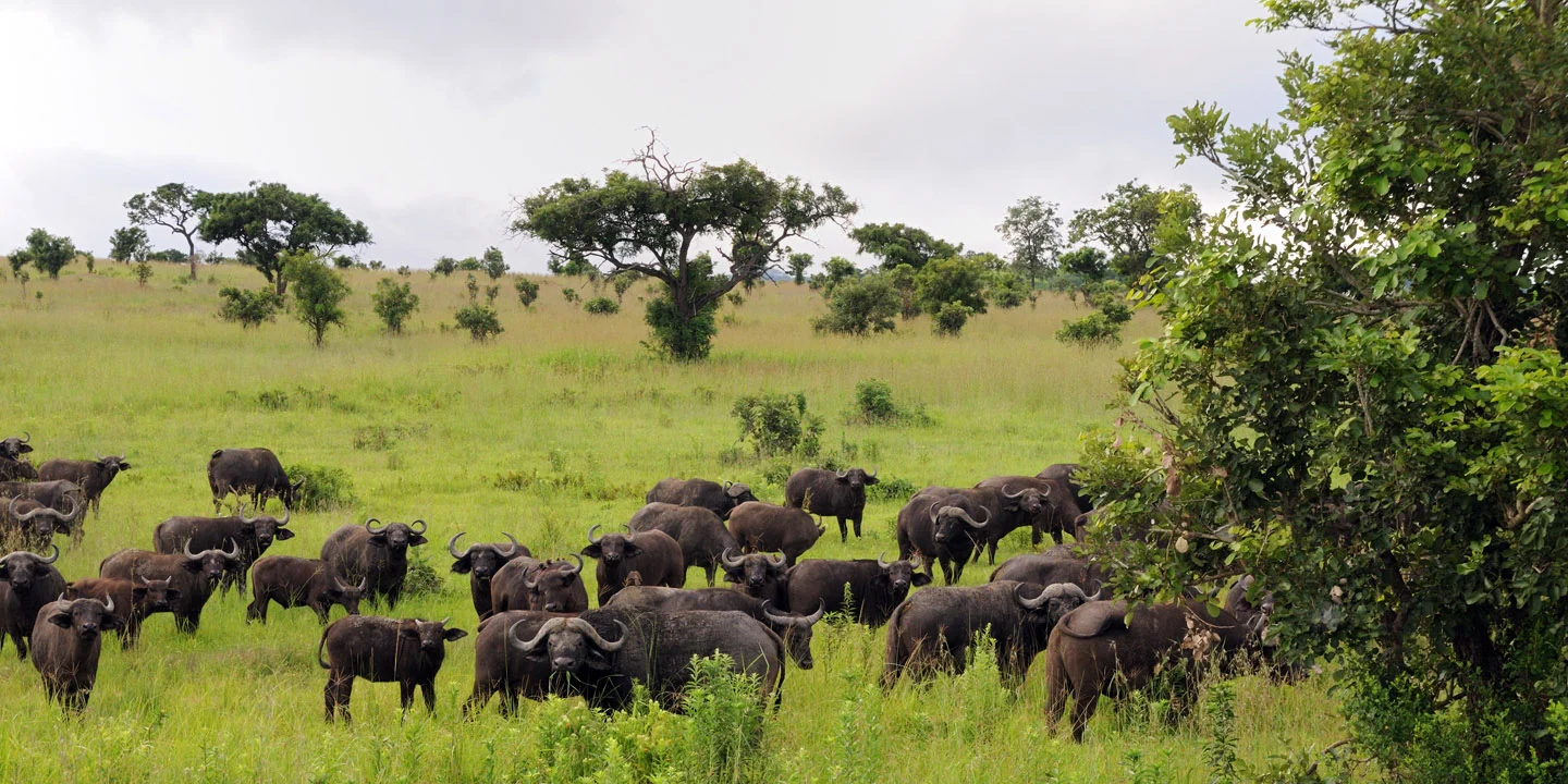 Mikumi National Park – Game Drive Experience