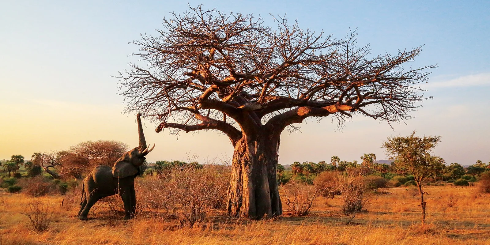 8-Day Southern Tanzania: Mikumi, Udzungwa & Ruaha Adventure