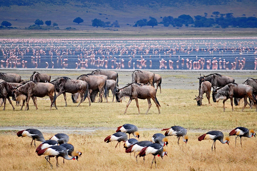 Wildlife Safaris