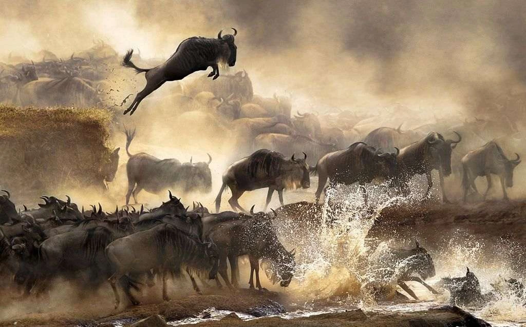 14-Day East Africa Safari: Explore Kenya, Tanzania & Zanzibar