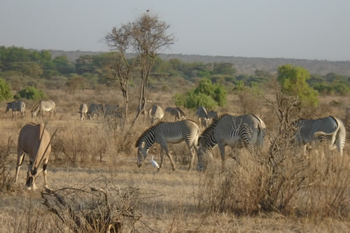 Nairobi – Samburu Game Reserve