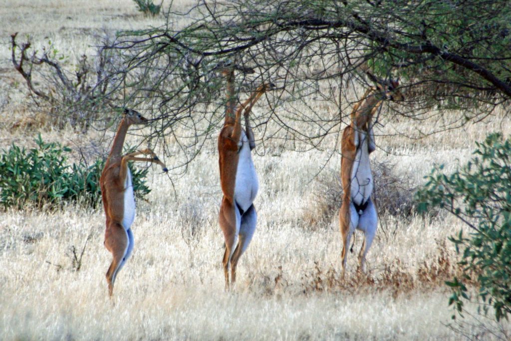 Nairobi – Samburu Game Reserve